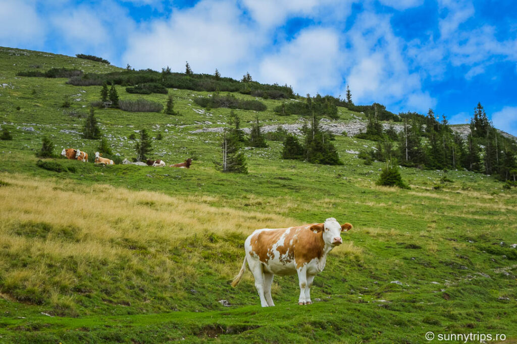 vaca