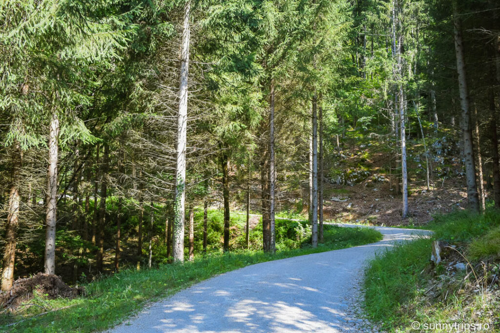 Drumeție pe Schafberg: drum prin pădure
