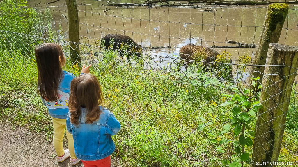 Grădini zoologice din Frankfurt și împrejurimi: mistreți la Alte Fasanerie Hanau