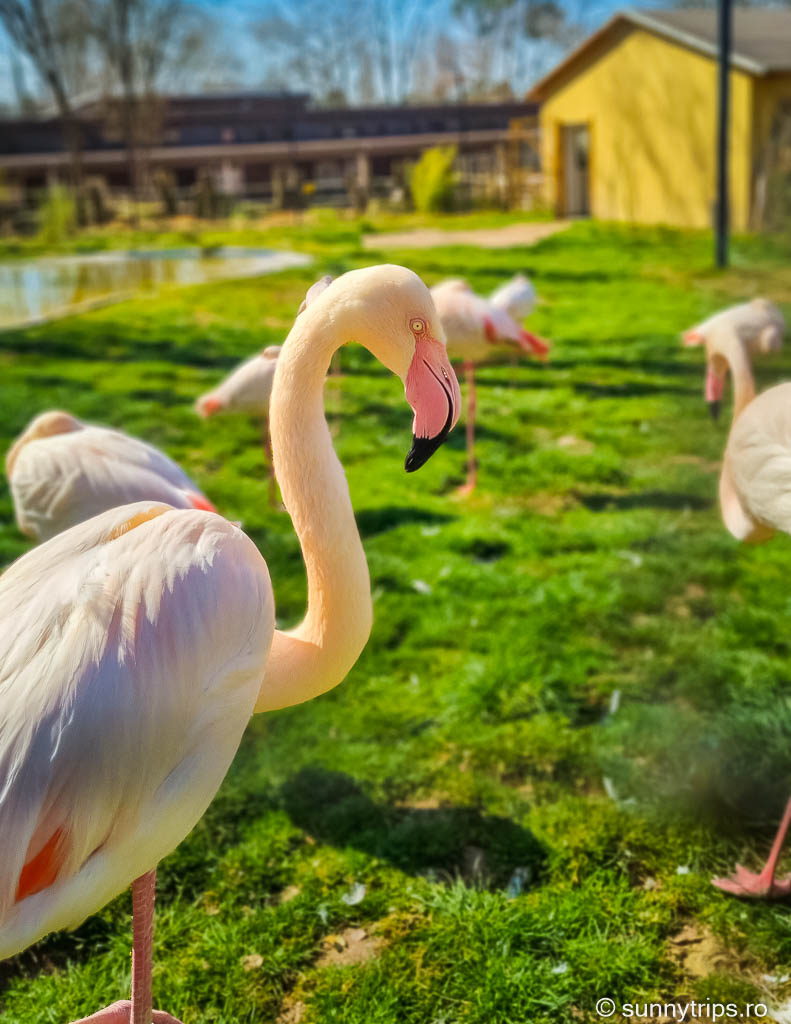Grădini zoologice din Frankfurt și împrejurimi: flamingo la Vivarium Darmstadt