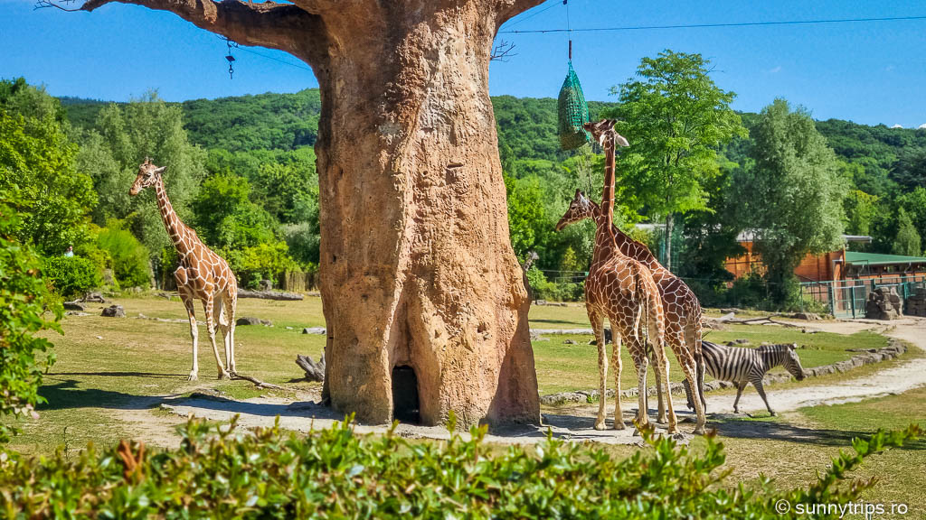 Grădini zoologice din Frankfurt și împrejurimi: girafe la Opel Zoo
