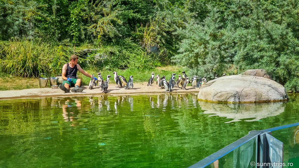 Grădini zoologice din Frankfurt și împrejurimi: pinguini la Opel Zoo